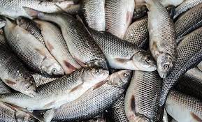 ۲ هزار و ۲۰۰ تن ماهی در سبزوار تولید شد